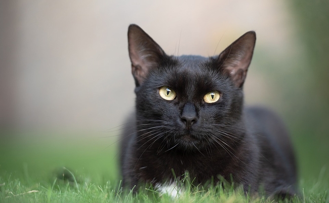 Chat noir observateur