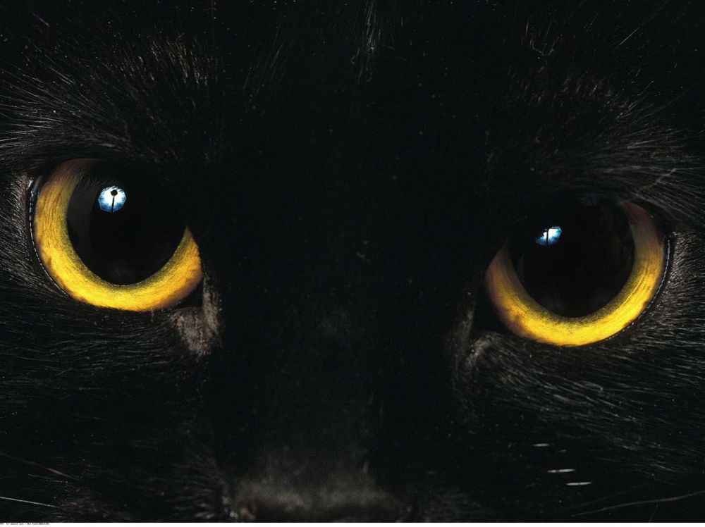 Le Chat Noir Mythes Et Realite A L Oree Halloween Www Jaquo Fr