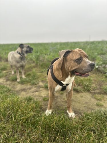 Croquette chien sans céréales au canard sur lit de pomme de terre🥔 pour chiens adultes La Valmie© photo review