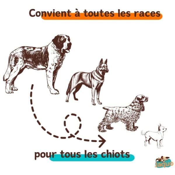 Recette de croquettes artisanales convenant à tous les chiots