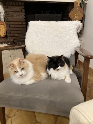 Croquette artisanale pour chat avec problème urinaire🥃- La Menou© Sans Céréales photo review