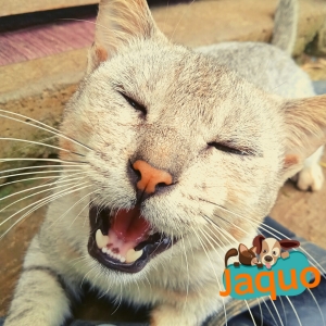 Les chats méritent d'être heureux