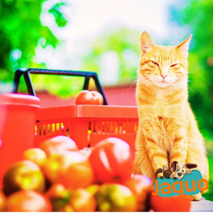 Les chats peuvent-ils manger des tomates