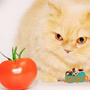 Les chats peuvent-ils manger des tomates