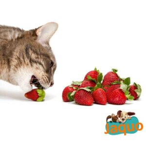 Les chats peuvent-ils manger des fraises ?