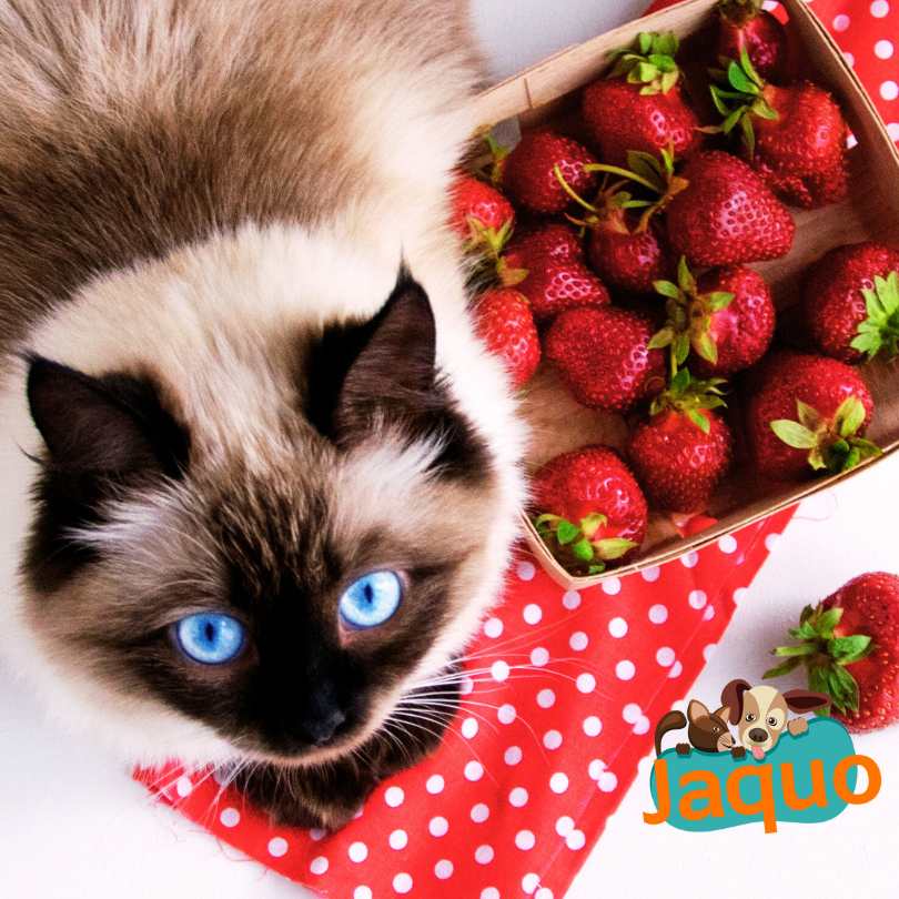 Les chats peuvent-ils manger des fraises 