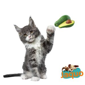 Les chats peuvent ils manger de l'avocat ?