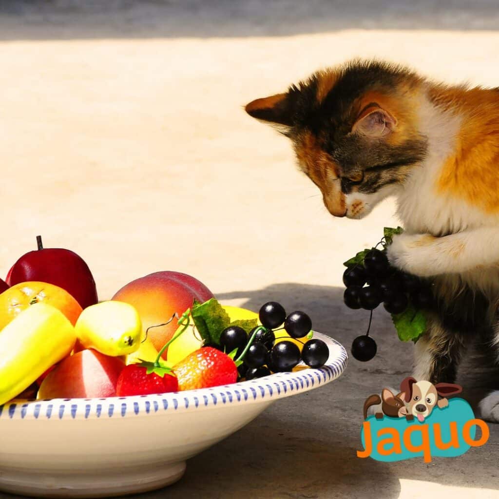 Les chats peuvent ils manger des fruits ?