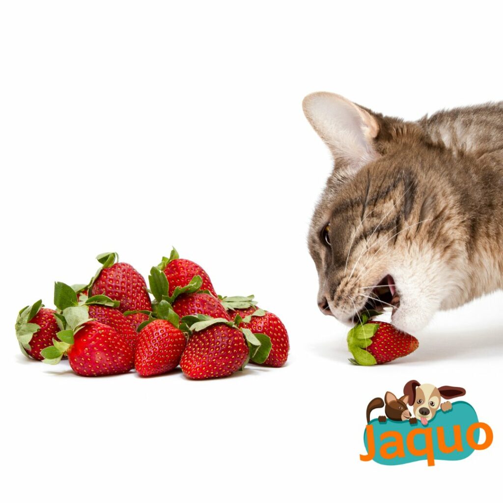 Les chats peuvent ils manger des fraises