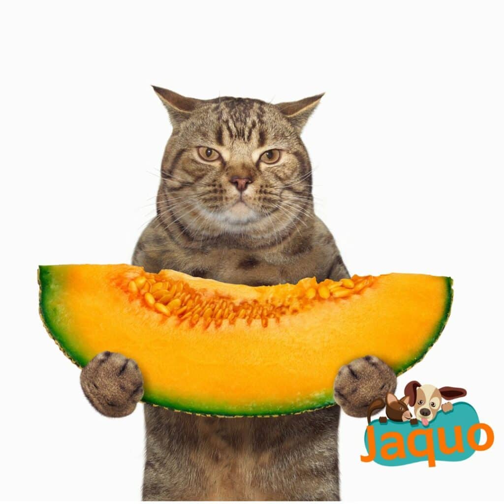 Les chats peuvent ils manger du melon